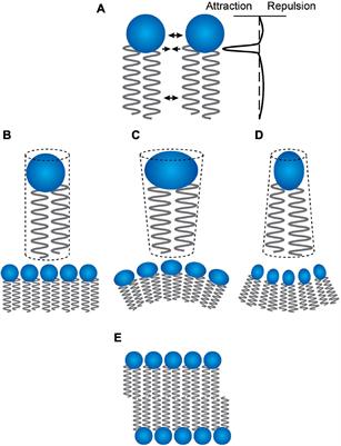 Regulation of Gramicidin Channel Function Solely by Changes in Lipid Intrinsic Curvature